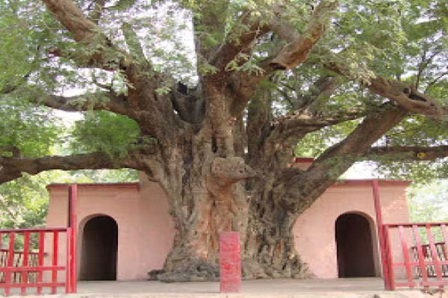 banyan-tree.jpg