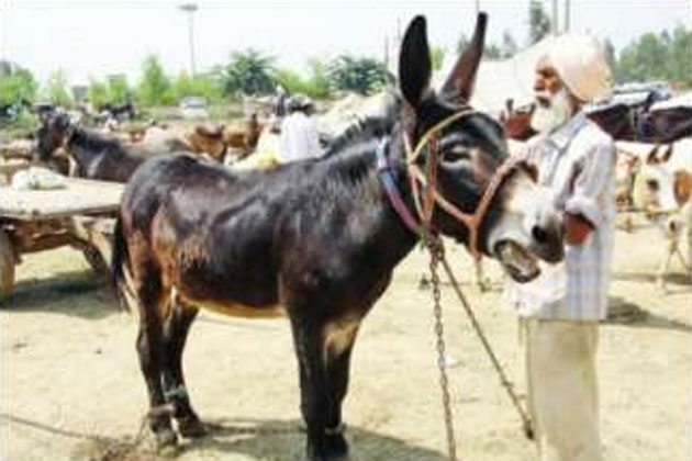Standing 54 inches tall, this donkey prices equal to two Nano cars